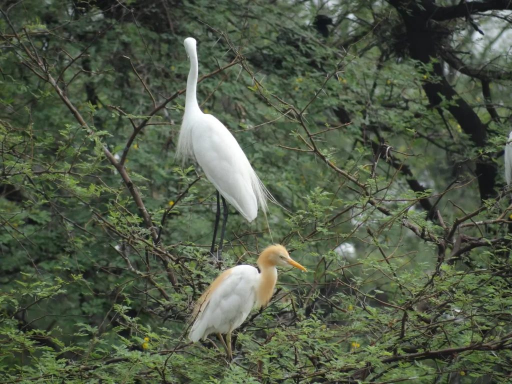 Egrets at Keoladeo National Park, the bird sanctuary at Bharatpur