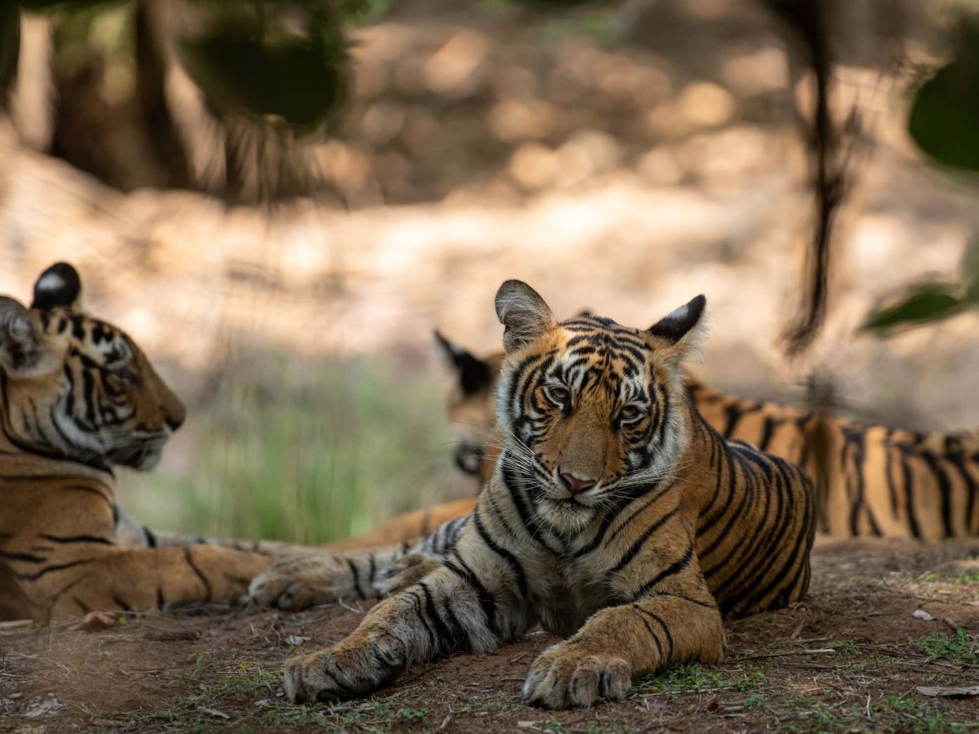 Sawai Madhopur & Ranthambore — Land of the Tiger